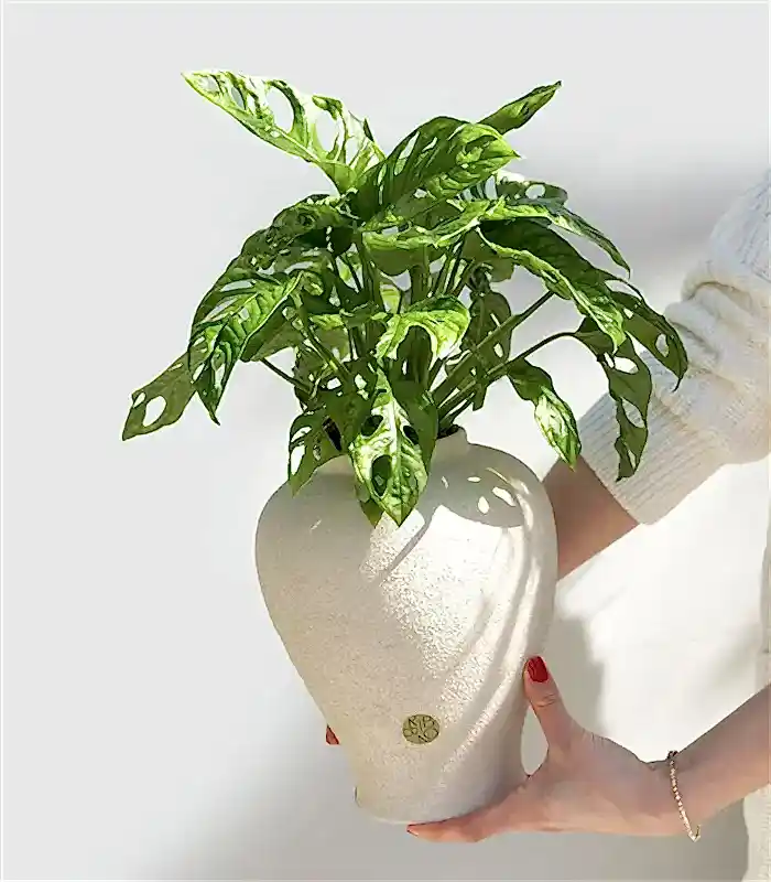 Sarmaşık Deve Tabanı Seramik Küp Saksıda Monstera Adansonii Monkey Mask