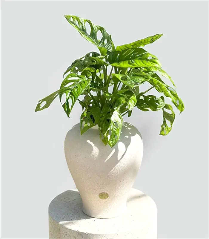 Sarmaşık Deve Tabanı Seramik Küp Saksıda Monstera Adansonii Monkey Mask