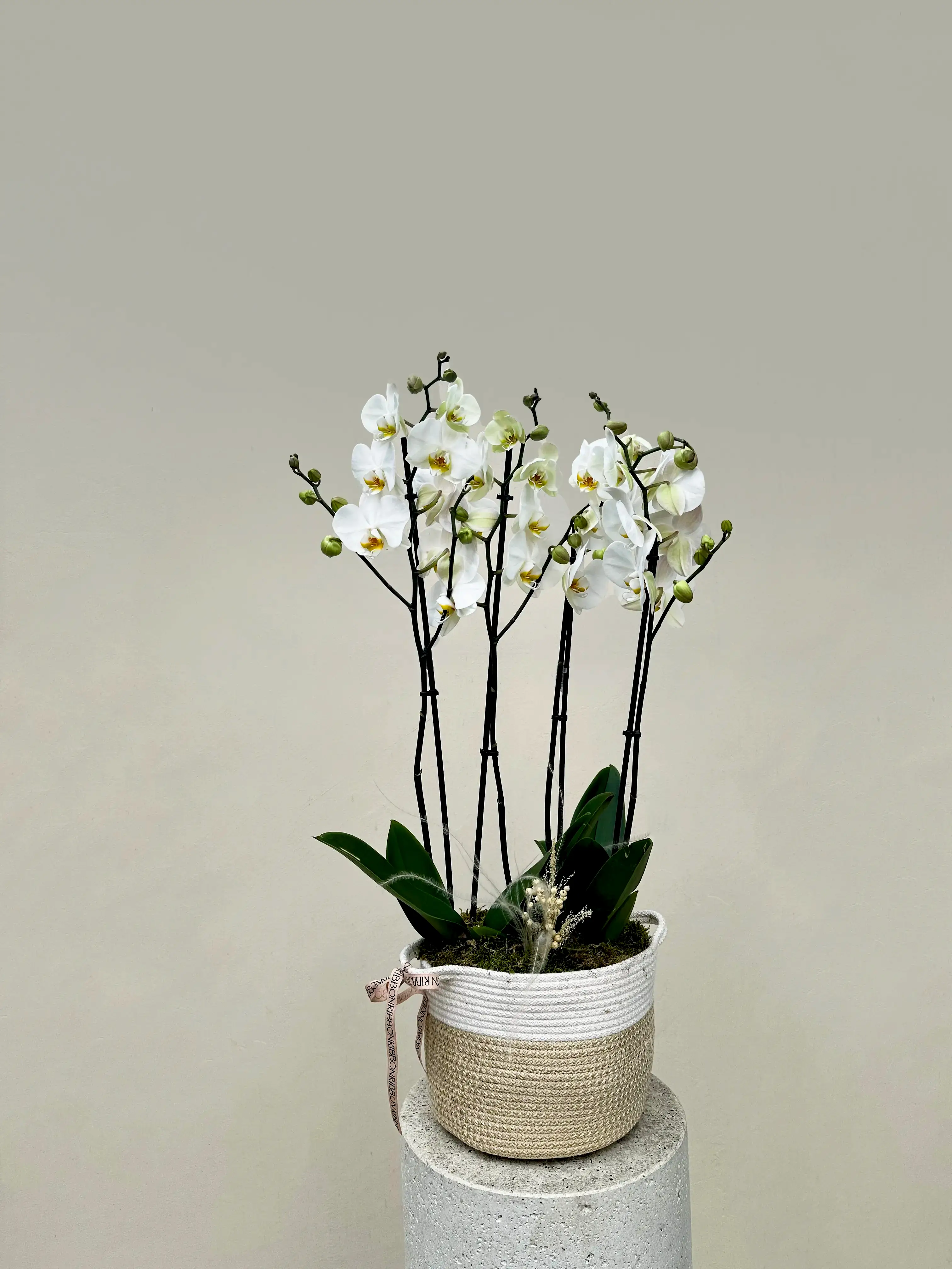 Sepette 4 Dal Orkide Beyaz