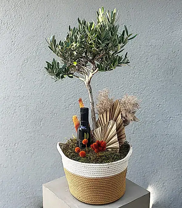 Sepette Zeytin Ağacı Grand Deluxe