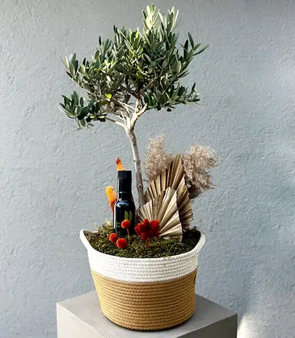 Sepette Zeytin Ağacı Grand Deluxe