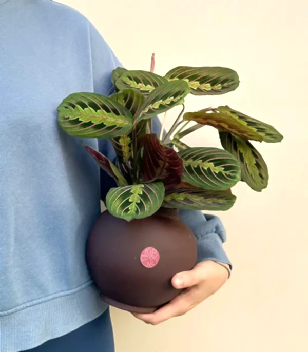 Seramik Saksıda Maranta Bitkisi