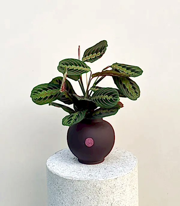 Seramik Saksıda Maranta Bitkisi