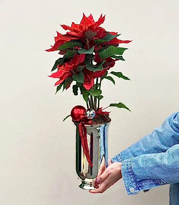 Silver Cam Saksıda Kırmızı Ponsetya Yılbaşı Çiçeği