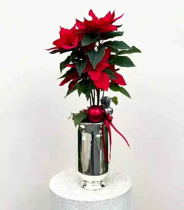 Silver Cam Saksıda Kırmızı Ponsetya Yılbaşı Çiçeği