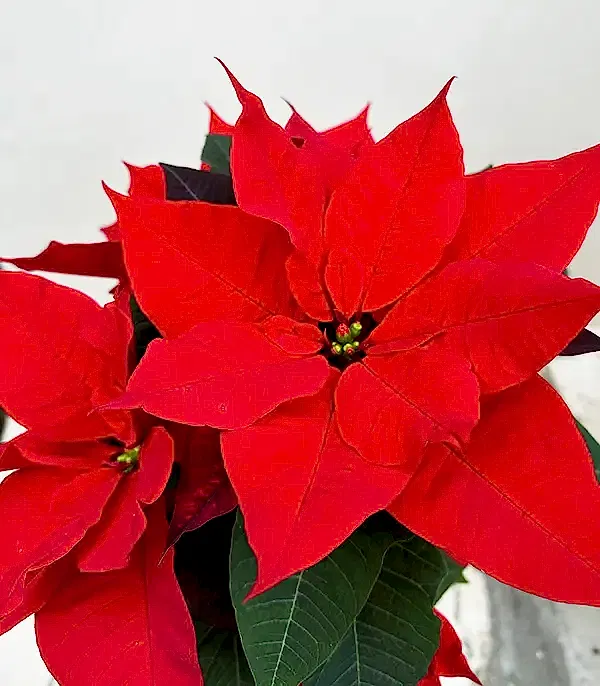 Silver Cam Saksıda Kırmızı Ponsetya Yılbaşı Çiçeği