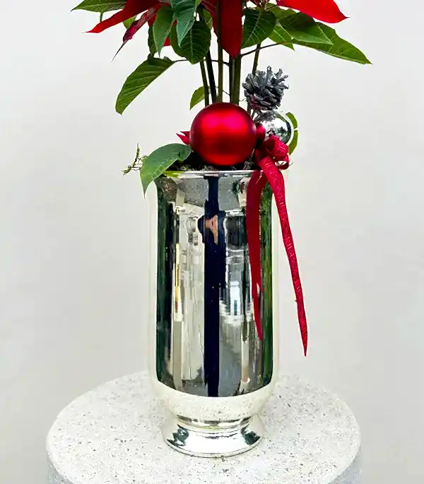 Silver Cam Saksıda Kırmızı Ponsetya Yılbaşı Çiçeği