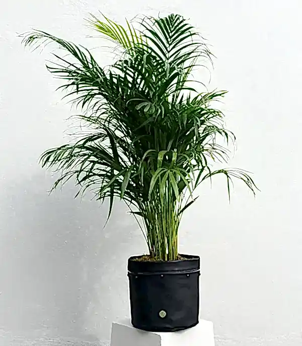 Siyah Deri Saksıda Chamaedora Elegans Dağ Palmiyesi