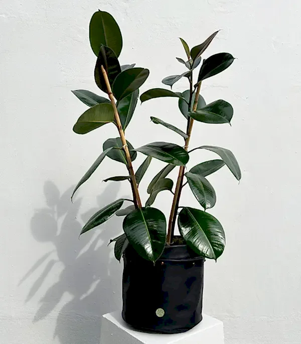 Siyah Deri Saksıda Ficus Elastica Robusta Kauçuk Bitkisi 100 cm