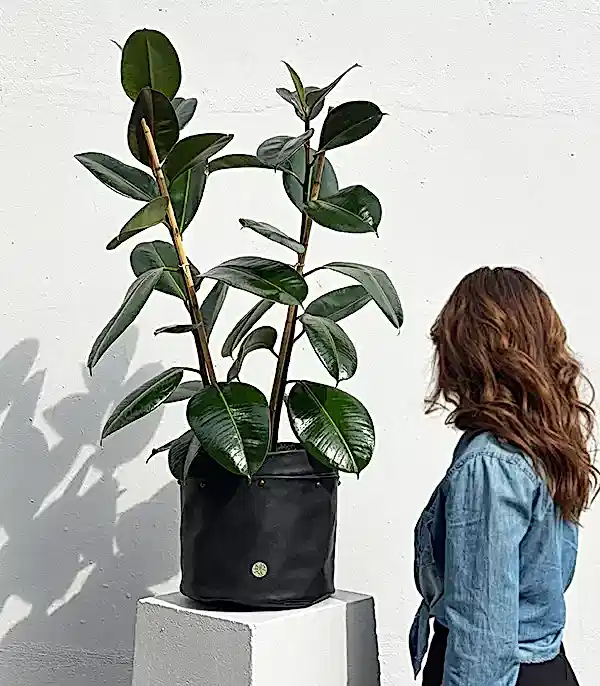 Siyah Deri Saksıda Ficus Elastica Robusta Kauçuk Bitkisi 100 cm