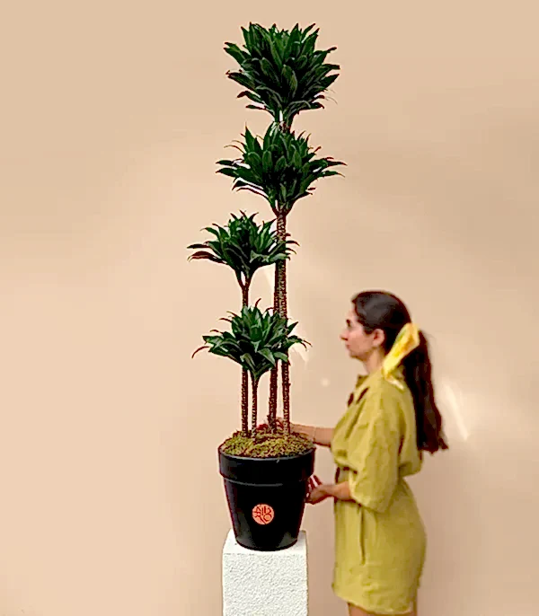 Siyah Saksıda 4 Gövdeli Dracaena Fragrans Compacta Bitkisi 150 Cm