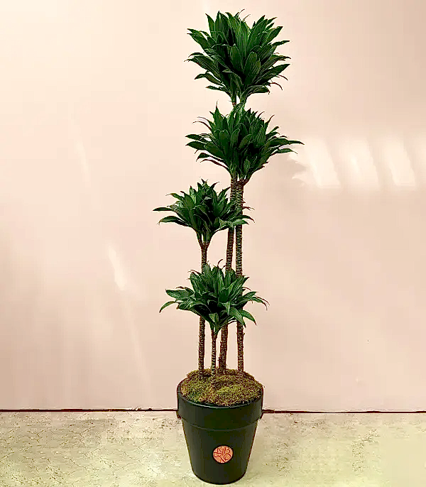 Siyah Saksıda 4 Gövdeli Dracaena Fragrans Compacta Bitkisi 150 Cm