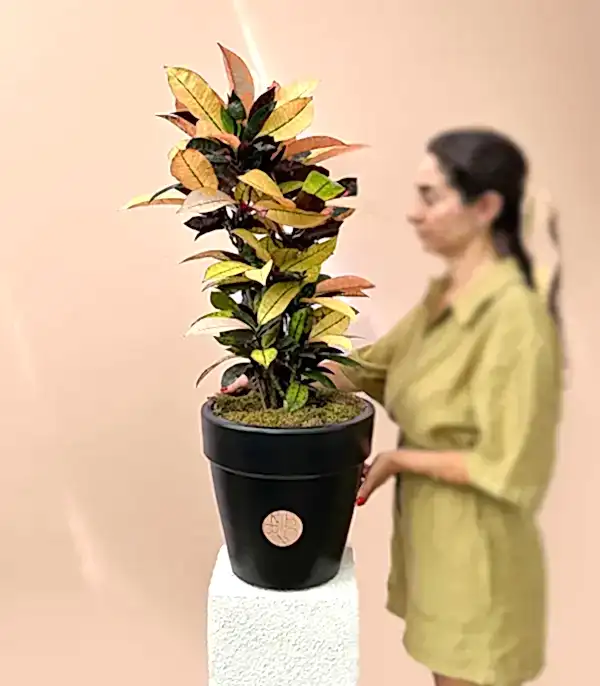 Siyah Saksıda Croton Codiaeum Variegatum Mrs Iceton Kruton Bitkisi 70 Cm