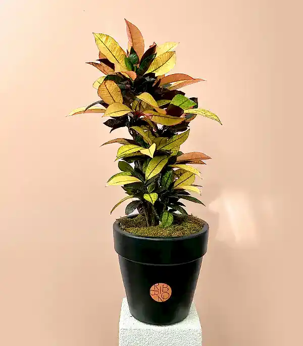 Siyah Saksıda Croton Codiaeum Variegatum Mrs Iceton Kruton Bitkisi 70 Cm