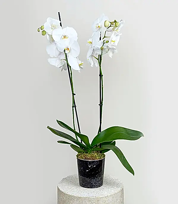 Siyah Seramik Vazoda Beyaz 2 Dal Orkide