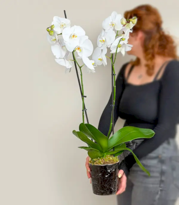 Siyah Seramik Vazoda Beyaz 2 Dal Orkide