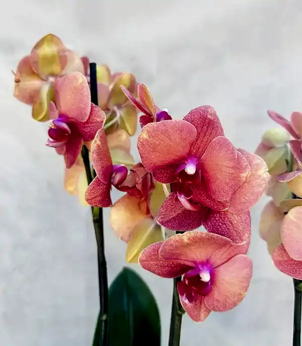 Somon Beton Saksıda 4 Dal Orkide Narçiçeği Quatro