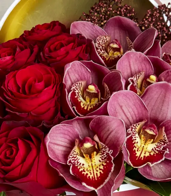 Sonya Gri Grand Kutu Kırmızı Gül Bordo Cymbidium Orkide