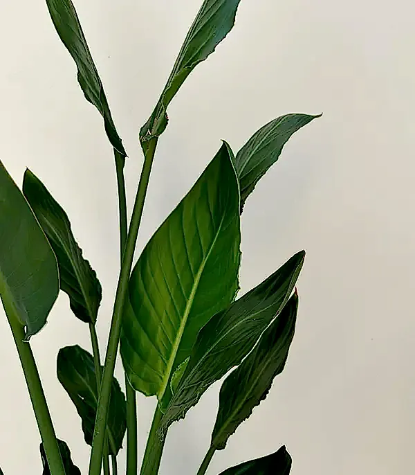 Strelitzia Antrasit Seramik Saksıda Starliçe Cennet Kuşu Bitkisi 100 cm