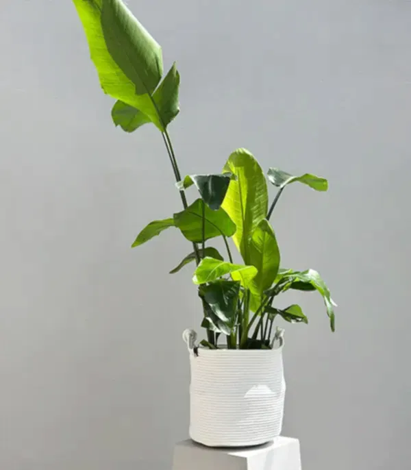 Strelitzia Beyaz Sepette Starliçe Cennet Kuşu Bitkisi 100 cm