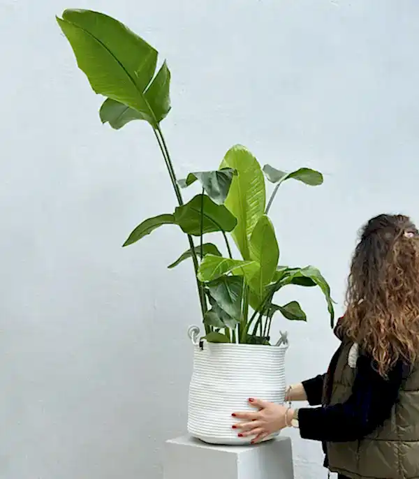 Strelitzia Beyaz Sepette Starliçe Cennet Kuşu Bitkisi 100 cm