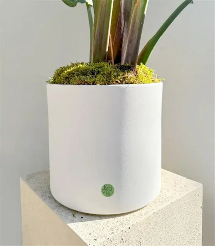 Strelitzia Beyaz Seramik Saksıda Starliçe Cennet Kuşu Bitkisi Deluxe 200 cm