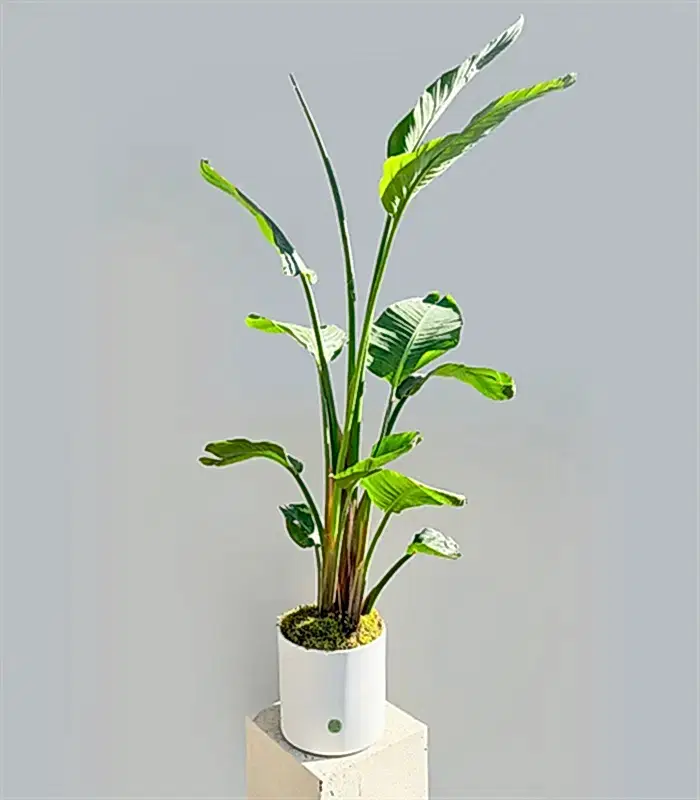 Strelitzia Beyaz Seramik Saksıda Starliçe Cennet Kuşu Bitkisi Deluxe 200 cm