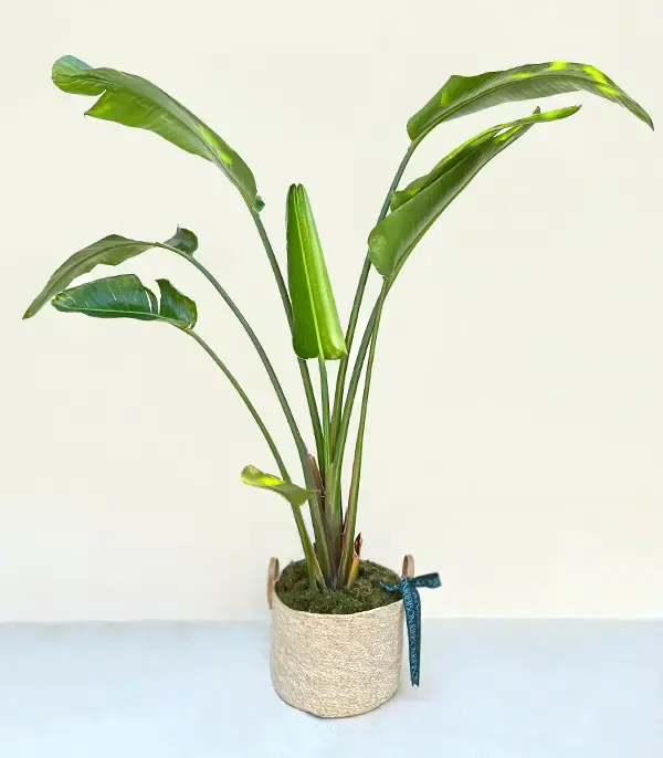 Strelitzia Hasır Sepette Starliçe Cennet Kuşu Bitkisi Deluxe 150 cm