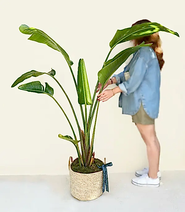 Strelitzia Hasır Sepette Starliçe Cennet Kuşu Bitkisi Deluxe 150 cm
