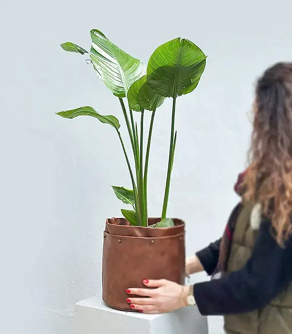 Strelitzia Kahverengi Deri Saksıda Starliçe Cennet Kuşu Bitkisi 100 cm