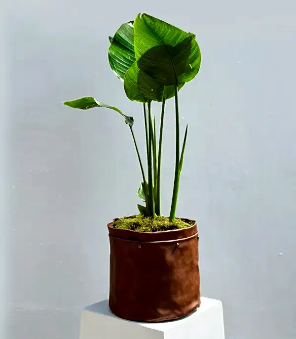 Strelitzia Kahverengi Deri Saksıda Starliçe Cennet Kuşu Bitkisi 100 cm