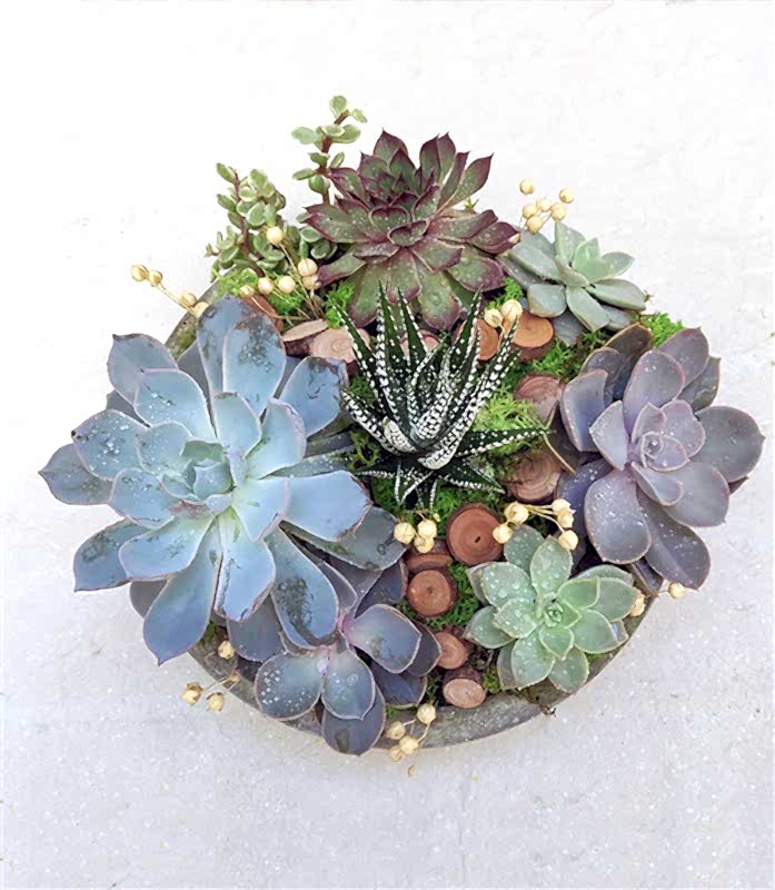 Sukulent Bahçesi Circle Deluxe