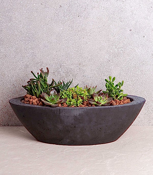 Sukulent Garden Oval Deluxe