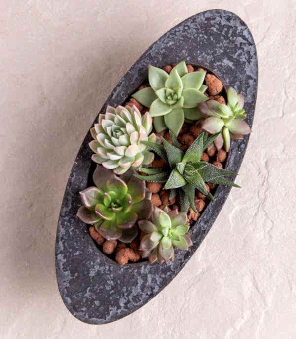 Sukulent Garden Oval Luxe