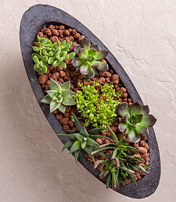 Sukulent Garden Oval Deluxe