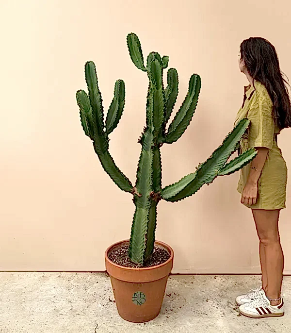 Terracotta Saksıda Euphorbia Ingens Kaktüs Ağacı 150 cm