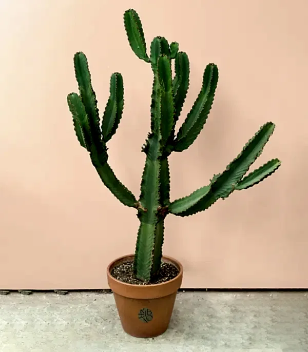 Terracotta Saksıda Euphorbia Ingens Kaktüs Ağacı 150 cm