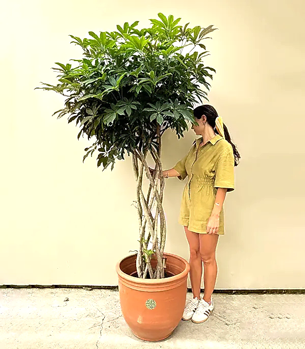 Terracotta Saksıda Schefflera Arboricola Compacta Şeflera Bitkisi 180 cm