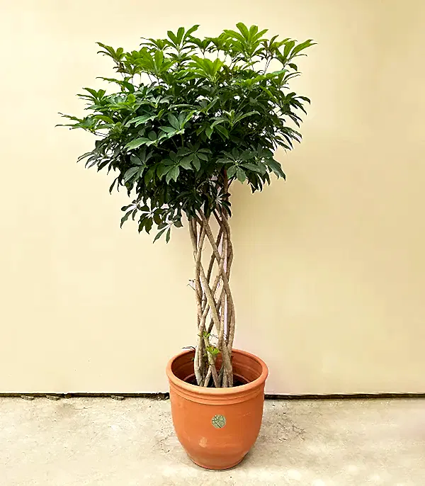 Terracotta Saksıda Schefflera Arboricola Compacta Şeflera Bitkisi 180 cm