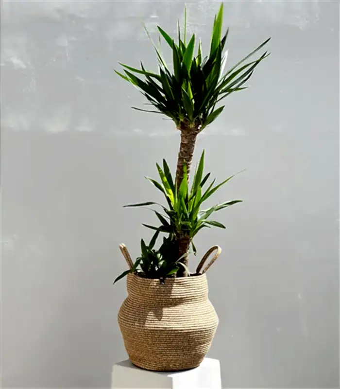Yucca Doğal Jüt Sepette Yuka Ağacı 3 Gövdeli Deluxe 150 cm