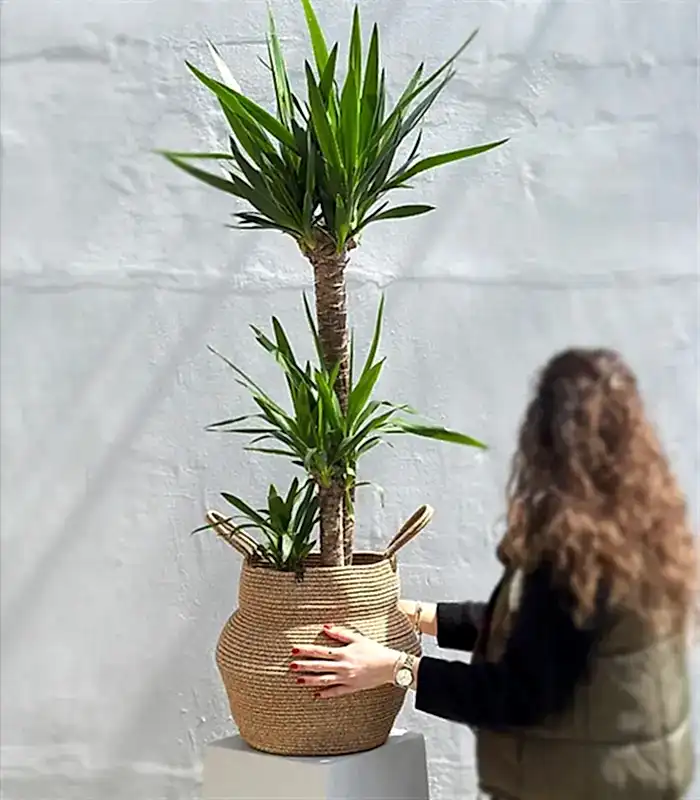 Yucca Doğal Jüt Sepette Yuka Ağacı 3 Gövdeli Deluxe 150 cm
