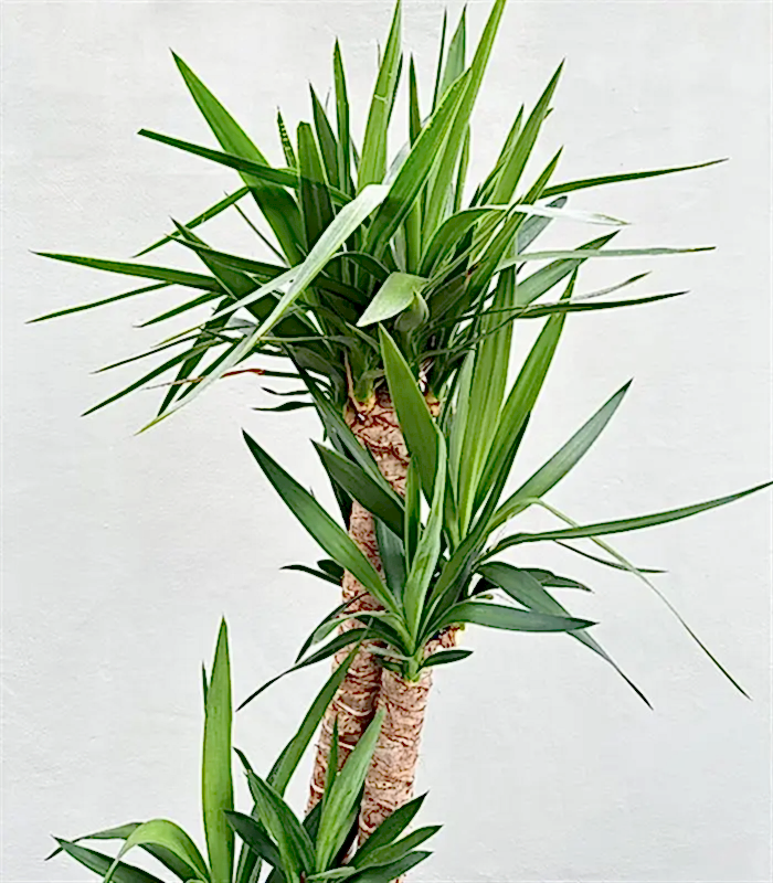 Yucca Seramik Saksıda Yuka Ağacı 2 Gövdeli 120 cm