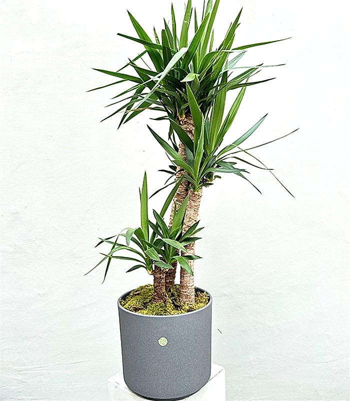 Yucca Seramik Saksıda Yuka Ağacı 3 Gövdeli Deluxe 150 cm