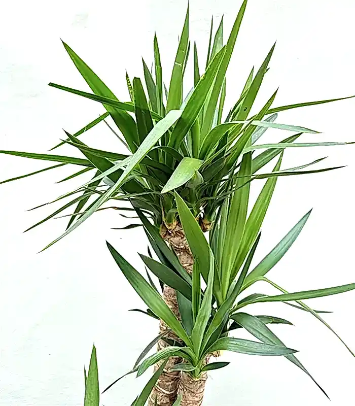 Yucca Seramik Saksıda Yuka Ağacı 3 Gövdeli Deluxe 150 cm